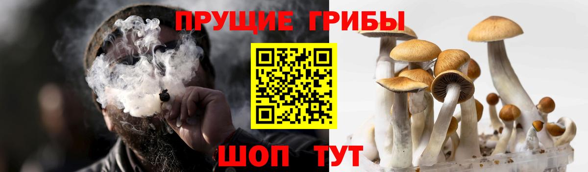 Киржач  Галлюциногенные грибы Psilocybe  Вход с VPN 